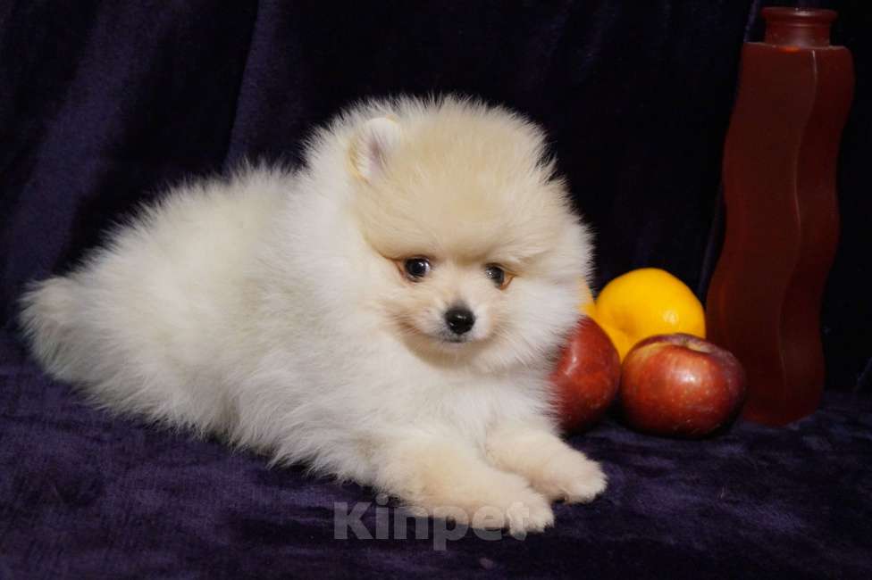 Собаки в Москве:  Веселый мини мальчик- шпиц Мальчик, 30 000 руб. - фото 4