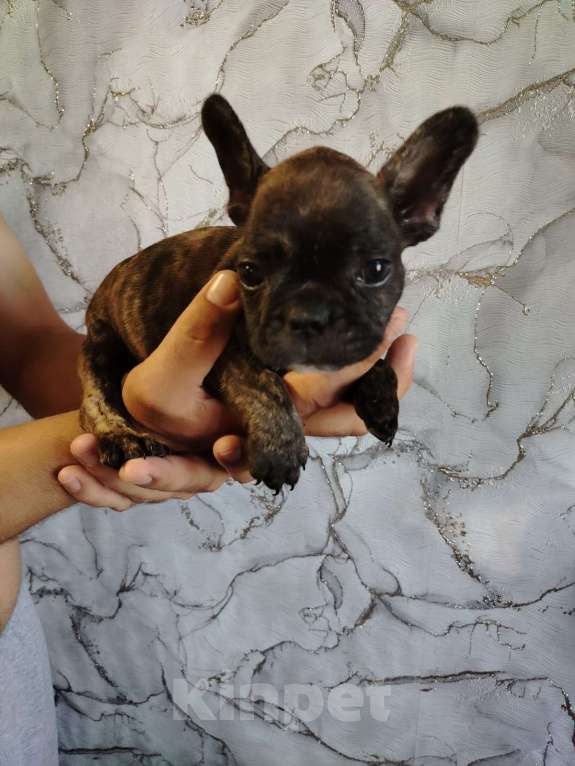 Собаки в Самаре: Щенки  французского бульдога Девочка, 22 000 руб. - фото 2