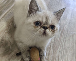 Кошки в Нижнем Новгороде: Котики_Экзотики Девочка, 12 000 руб. - фото 3