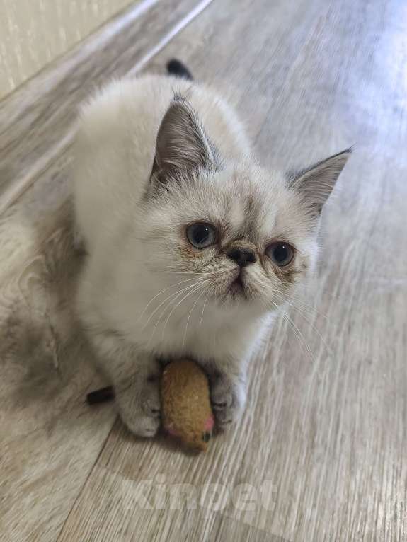 Кошки в Нижнем Новгороде: Котики_Экзотики Девочка, 12 000 руб. - фото 3