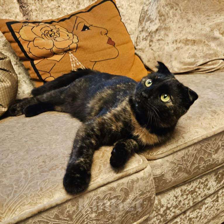 Кошки в Москве: Миниатюрная кошечка Молния, очень ласковая и добрая Девочка, Бесплатно - фото 4