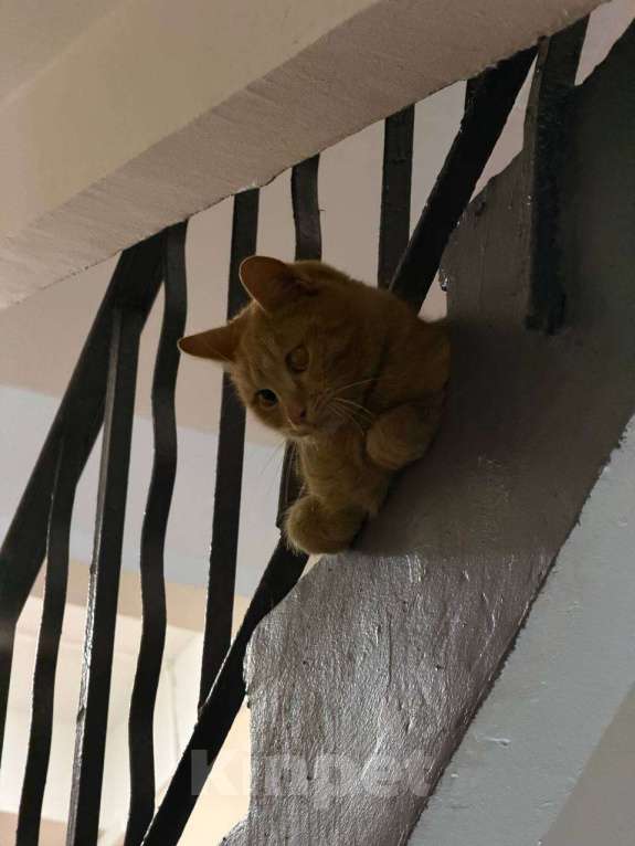 Кошки в Москве: Кот Мотя остался без жилища и ищет дом! Мальчик, Бесплатно - фото 2