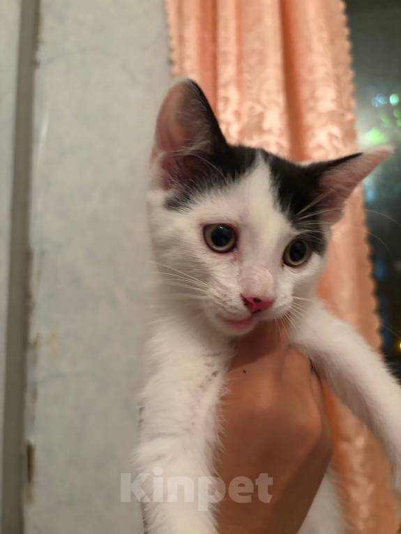 Кошки в Москве: Котенок Девочка, Бесплатно - фото 1
