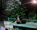 Кошки в Москве: Котёнок с "человеческим лицом" в добрые руки  Мальчик, Бесплатно - фото 8