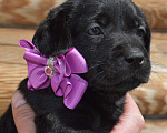 Собаки в Иваново: Продам щенков лабрадора Девочка, 50 000 руб. - фото 1