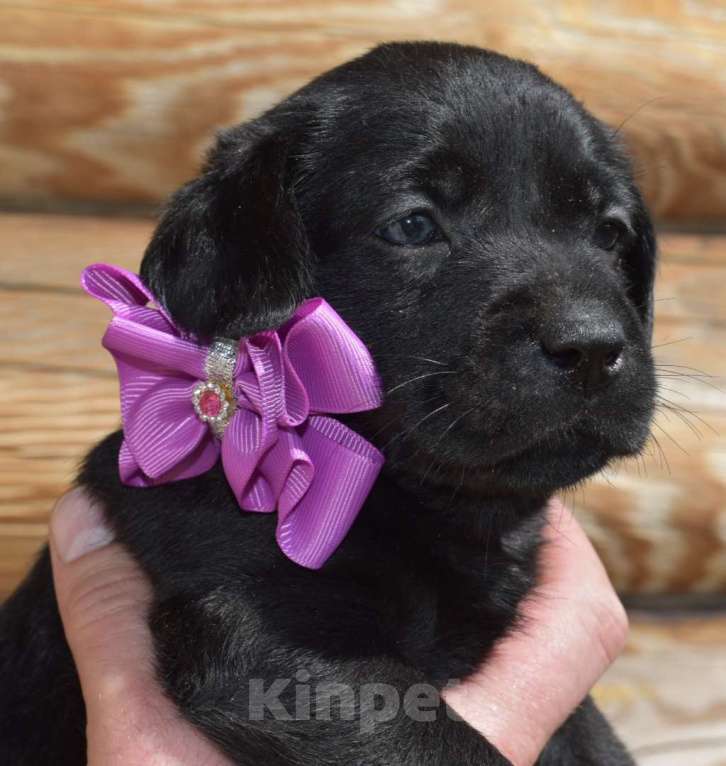 Собаки в Иваново: Продам щенков лабрадора Девочка, 50 000 руб. - фото 1