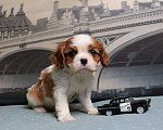 Собаки в Москве: Кавлер кинг чарльз спаниель Девочка, Бесплатно - фото 2