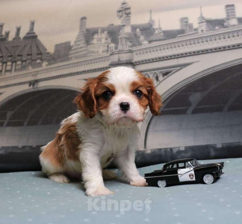Собаки в Москве: Кавлер кинг чарльз спаниель Девочка, Бесплатно - фото 2