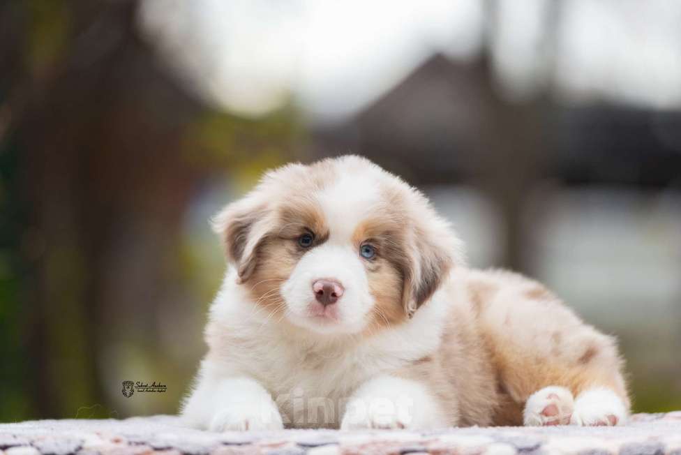 Собаки в Москве: Миниатюрная американская овчарка (мини-аусси) Мальчик, 150 000 руб. - фото 1