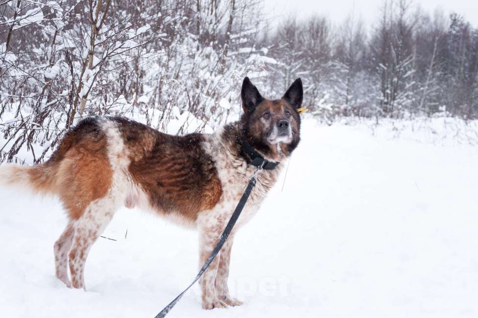 Собаки в Ногинске: Ищет достойное общество: Терентий Петрович. Кавалер, аристократ, идеальный компаньон. Мальчик, Бесплатно - фото 7