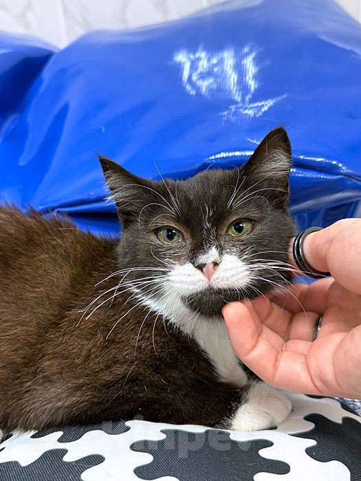 Кошки в Санкт-Петербурге: Ласковый котёнок Муся ищет дом Девочка, 10 руб. - фото 6