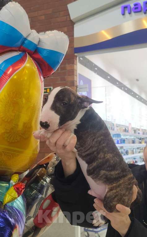 Собаки в Сургуте: Настоящий миник бублик!  Мальчик, Бесплатно - фото 1