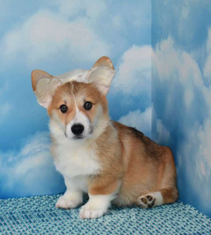 Собаки в Ногинске: Вельш корги пемброк Девочка, 35 000 руб. - фото 3