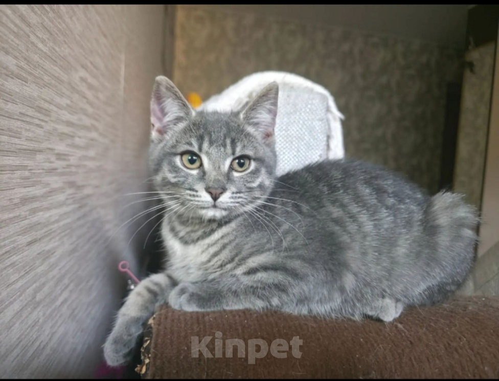 Кошки в Химках: Кошечка Девочка, 5 000 руб. - фото 1
