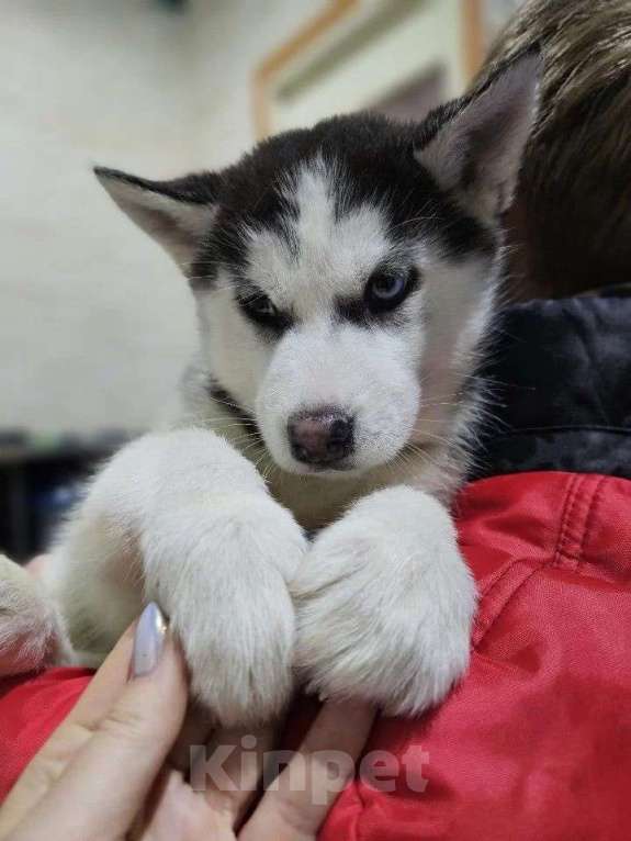 Собаки в Воронеже: Хэппи Девочка, 12 000 руб. - фото 3