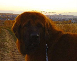 Собаки в Казани: Отдам в добрые руки Мальчик, 1 руб. - фото 4