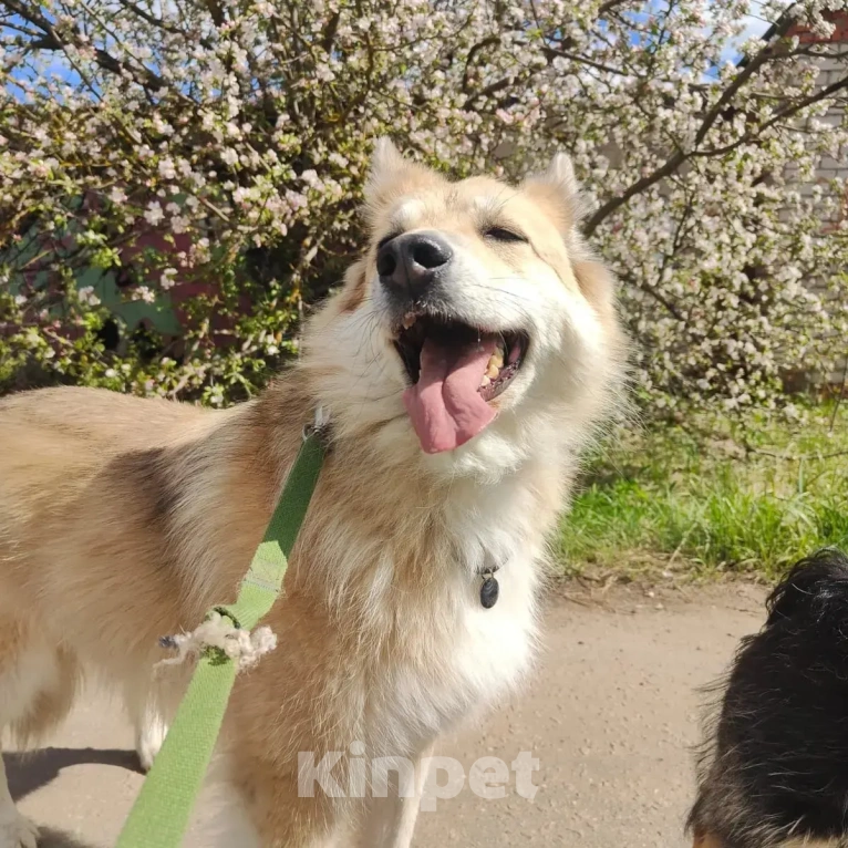 Собаки в Москве: Рик и его беда Мальчик, Бесплатно - фото 3