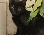 Кошки в Москве: Чёрный котёнок ищет семью Мальчик, 50 руб. - фото 5