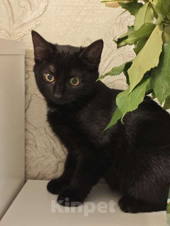 Кошки в Москве: Чёрный котёнок ищет семью Мальчик, 50 руб. - фото 5