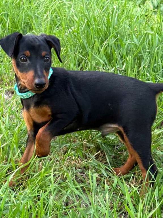 Собаки в Геленджике: Щенки цвергпинчера Мальчик, 50 000 руб. - фото 2