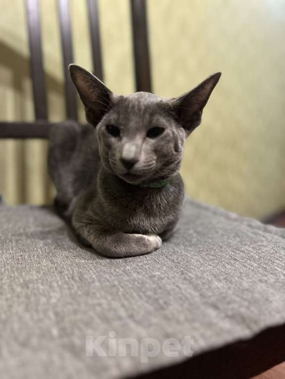 Кошки в Москве: Ориентальный мальчик Мальчик, 40 000 руб. - фото 1