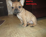 Собаки в Чехове: Красотка МАРТА Девочка, 60 000 руб. - фото 2
