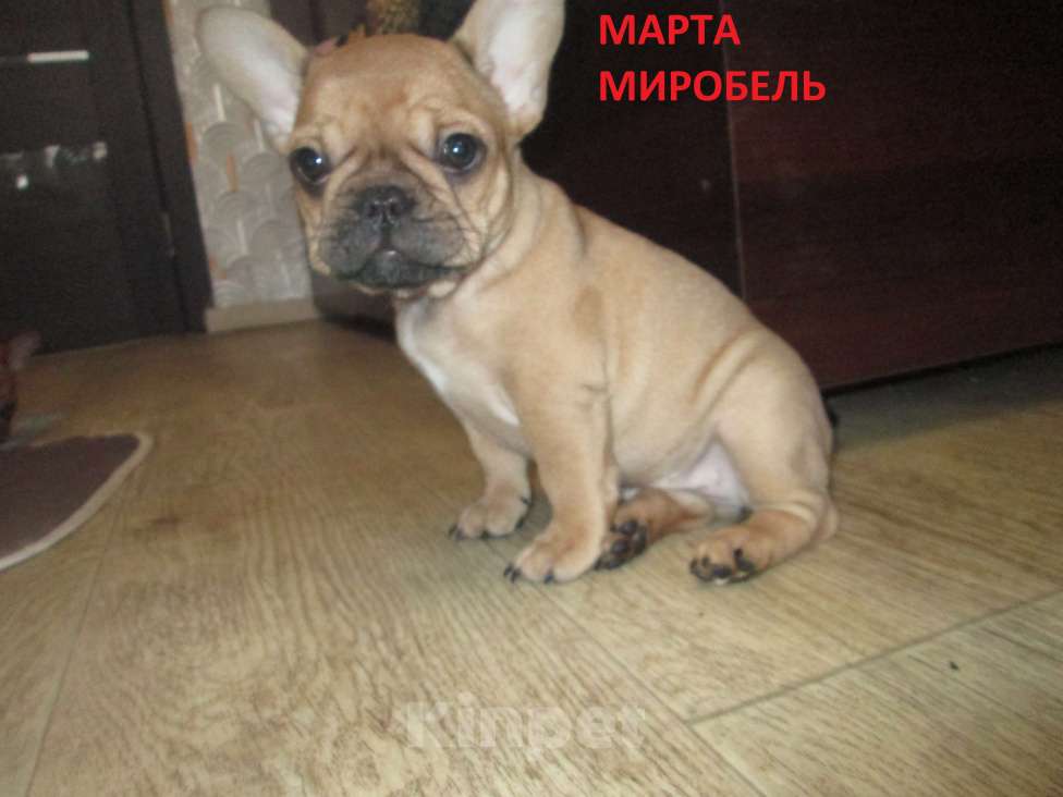 Собаки в Чехове: Красотка МАРТА Девочка, 60 000 руб. - фото 2