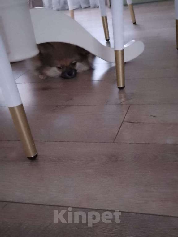 Собаки в Кисловодске: Щенок померанского шпица (Девочка) Девочка, 20 000 руб. - фото 2