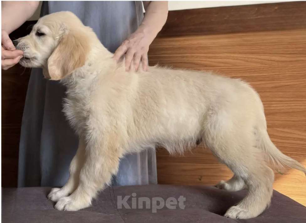 Собаки в Москве: Щенки Золотистого ретривера Мальчик, Бесплатно - фото 3