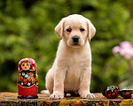 Собаки в Москве: Палевый щенок Лабрадора от родителей Чемпионов Девочка, Бесплатно - фото 4