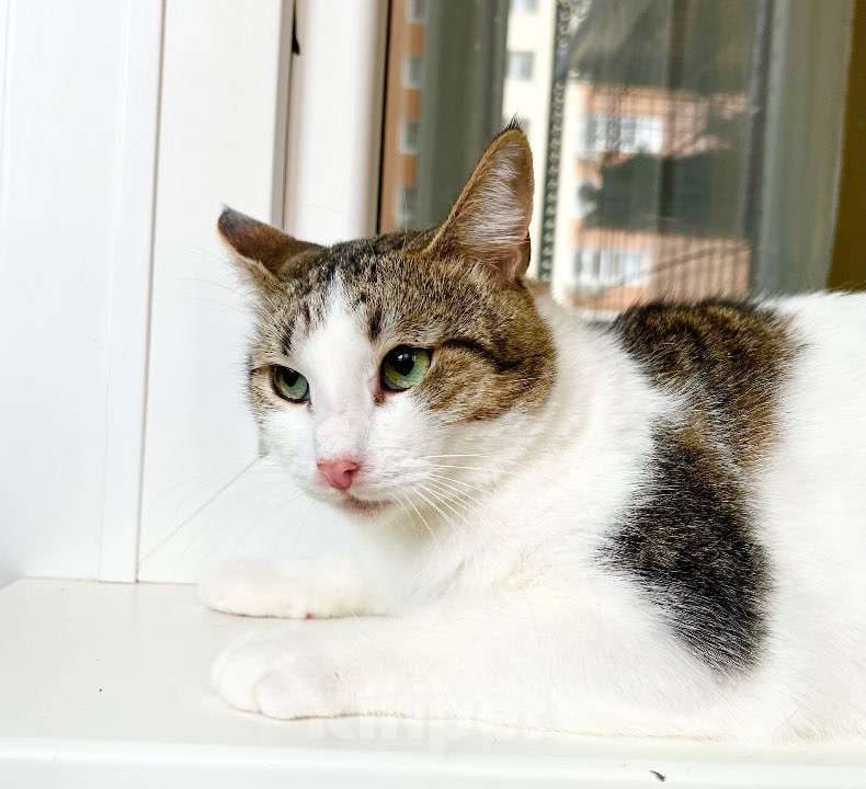 Кошки в Москве: Любопытный котик Зефир в добрые руки Мальчик, Бесплатно - фото 3