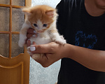Кошки в Екатеринбурге: Котята в добрые руки Мальчик, Бесплатно - фото 4