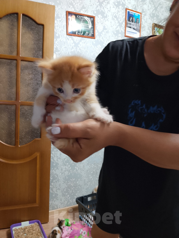 Кошки в Екатеринбурге: Котята в добрые руки Мальчик, Бесплатно - фото 4