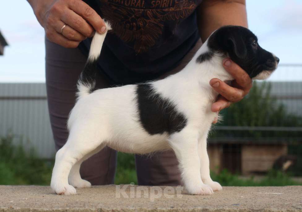 Собаки в Всеволожске: ММ ТИЛЛАНДСИЯ КОРОЛЕВА НОЧИ Девочка, 45 000 руб. - фото 2