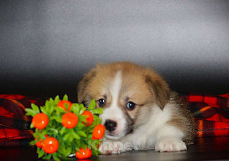 Собаки в Москве: Щенки вельш корги пемброк Мальчик, 70 000 руб. - фото 2