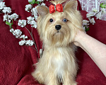 Собаки в Москве: Подрощенный йорк девочка мини голубоглазая Девочка, 100 000 руб. - фото 5