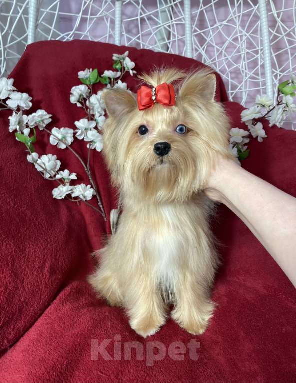 Собаки в Москве: Подрощенный йорк девочка мини голубоглазая Девочка, 100 000 руб. - фото 5