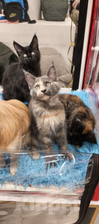 Кошки в других городах Московской области: Кошка Мейн-кун Девочка, 45 000 руб. - фото 2