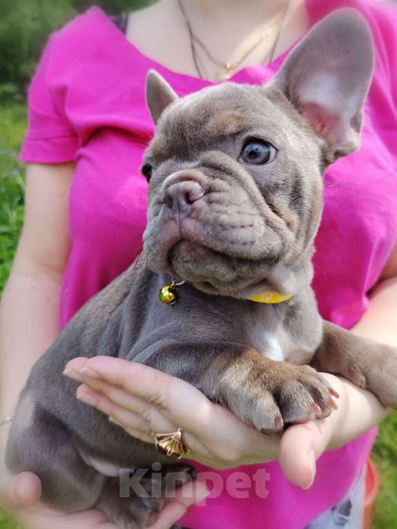 Собаки в других городах Московской области: Французский бульдог Девочка, 70 000 руб. - фото 2