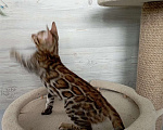 Кошки в Миассе: Бенгальский котенок Илья Муромец Мальчик, 35 000 руб. - фото 2