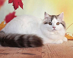 Кошки в Самаре: кот Кристал Мальчик, 15 000 руб. - фото 2