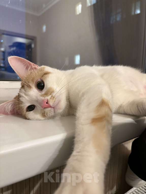 Кошки в Санкт-Петербурге: Отдам в добрые руки кота  Мальчик, Бесплатно - фото 3