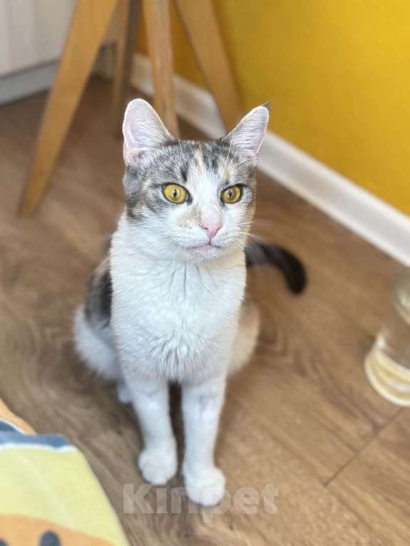 Кошки в Ростове-на-Дону: Кошечке - Трехцветочке срочно нужен дом Девочка, Бесплатно - фото 2