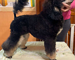 Собаки в Москве: Пудель окраса черно-подпалый кобель Мальчик, Бесплатно - фото 2