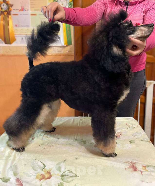 Собаки в Москве: Пудель окраса черно-подпалый кобель Мальчик, Бесплатно - фото 2