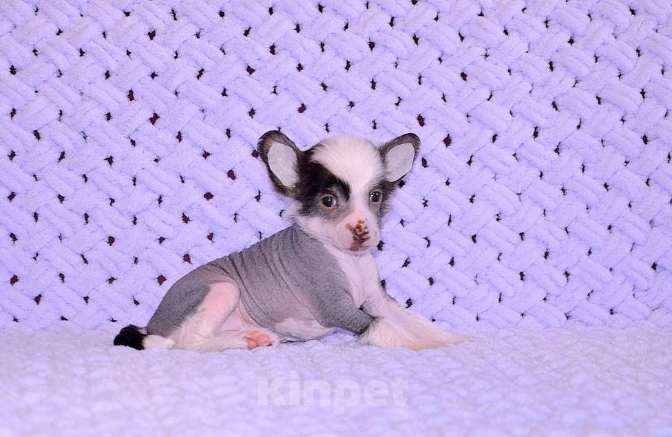 Собаки в Екатеринбурге: Мальчик КХС Мальчик, 40 руб. - фото 10