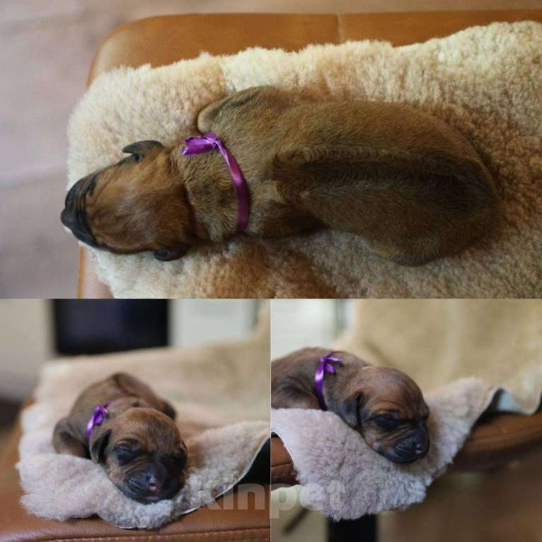 Собаки в Москве: Щенки Родезийского Риджбека 13.07.2025 Девочка, 120 000 руб. - фото 4