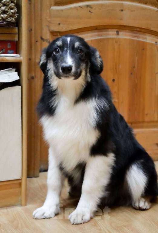 Собаки в Москве: Австралийская овчарка щенок аусси  Мальчик, 25 000 руб. - фото 6