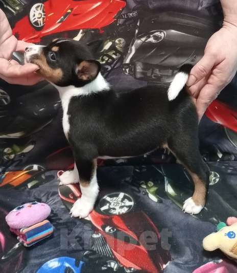 Собаки в Череповце: Щенки басенджи 15.01.2026 Девочка, 50 000 руб. - фото 3