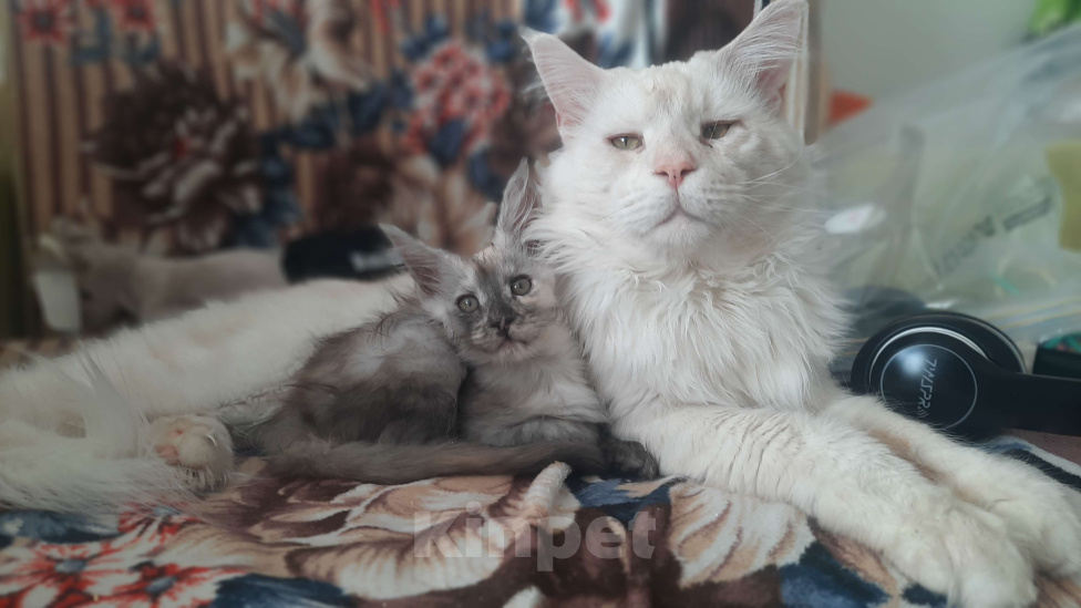 Кошки в Калуге: Котёнок мейн-кун, приносит в дом счастье Девочка, 25 000 руб. - фото 1